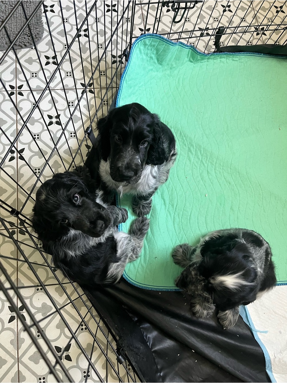 Update! Puppies born Mother’s Day doing great! (Not 4 Sale) - Picture 3 of 11